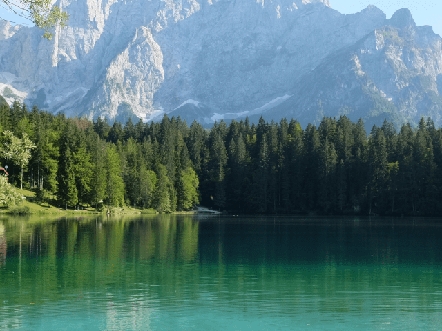 coniferous forest by a lake