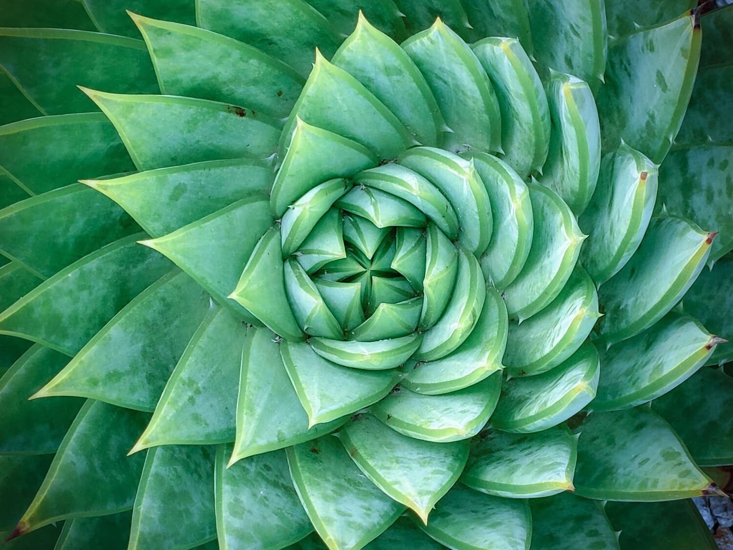 aloe-flower-sustainability